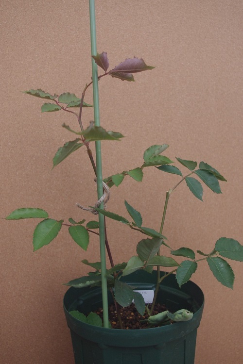 c0147909_14074493.jpg