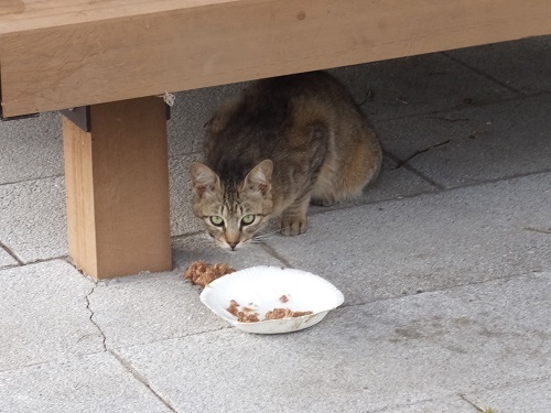 猫_e0360409_18491788.jpg