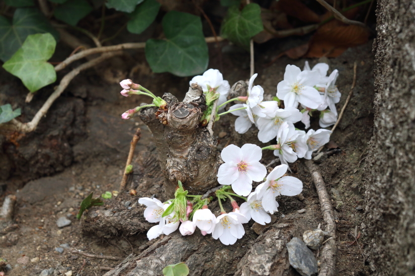 長瀞 一望 - 2019年桜・秩父 -_b0190710_17415623.jpg