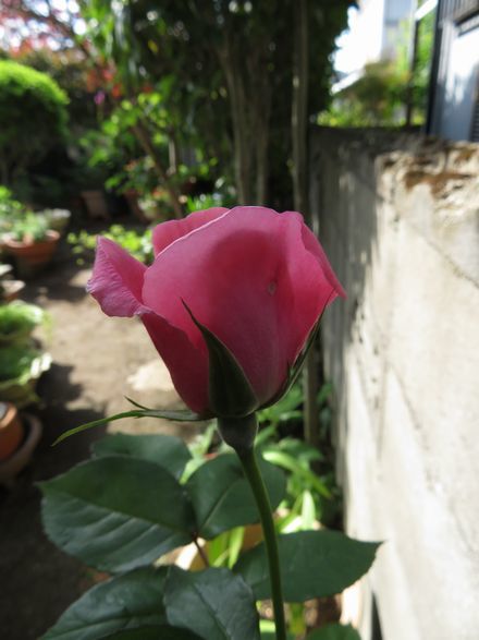 d0065113_11353301.jpg