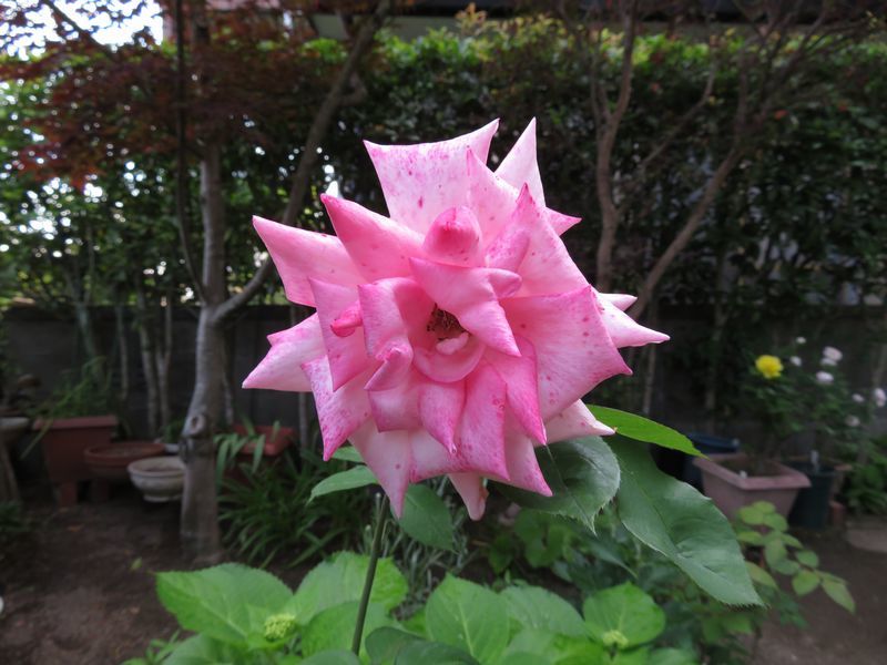 d0065113_11431005.jpg