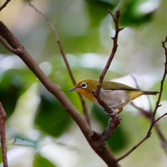 続三宅島探鳥記　　　シチトウメジロ　　さえずりの小径_d0346713_21245802.jpg