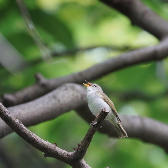 続三宅島探鳥記　　　イイジマムシクイ　　さえずりの小径_d0346713_21484413.jpg