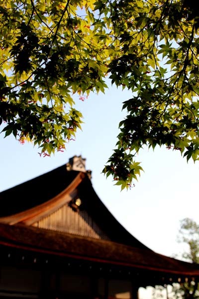 上賀茂神社も新緑の盛り_e0048413_17191530.jpg