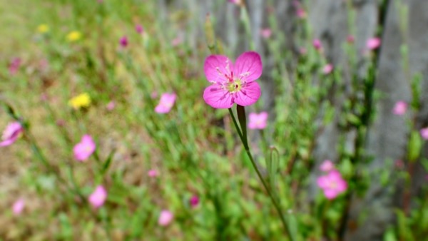 ピンクの雑草：アカバナユウゲショウ（赤花夕化粧） 世話要らずの庭