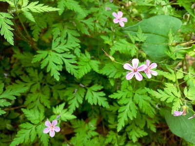 ピンクの野草 ヒメフウロ 姫風露草 世話要らずの庭 ピンクの野草 ヒメフウロ 姫風露草 世話要らずの庭