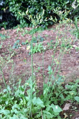 タンポポ風の雑草いろいろ タンポポ コウゾリナ オニタビラコ ノゲシ ジシバリ ヤクシソウ 世話要らずの庭