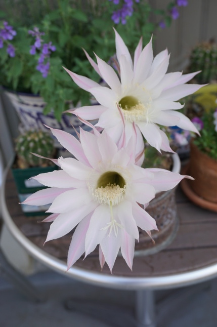 サボテンの花が咲いたよ、3周年。_d0348118_09045067.jpeg