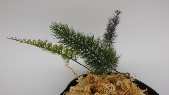 シダ・コケシノブ　Abrodictyum pluma 西スマトラ産 シダ・コケシノブ Abrodictyum pluma 西スマトラ産