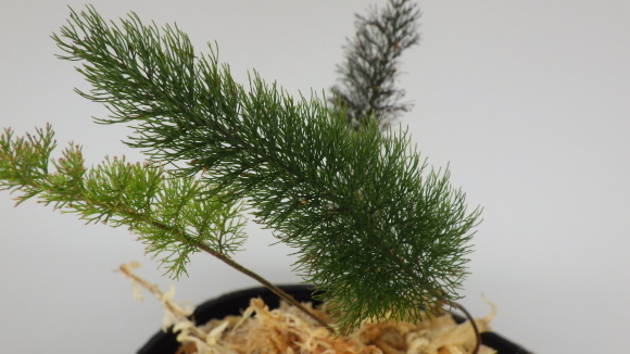 シダ・コケシノブ　Abrodictyum pluma 西スマトラ産 Abrodictyum pluma 植え付け【忘備録】コケシノブの仲間