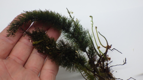 シダ・コケシノブ　Abrodictyum pluma 西スマトラ産 Abrodictyum pluma 植え付け【忘備録】コケシノブの仲間