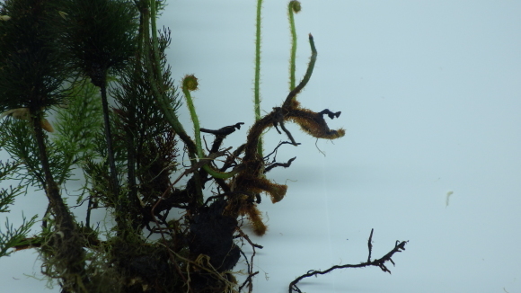 シダ・コケシノブ　Abrodictyum pluma 西スマトラ産 Abrodictyum pluma 植え付け【忘備録】コケシノブの仲間
