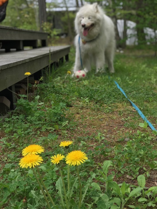 f0234023_21171587.jpeg
