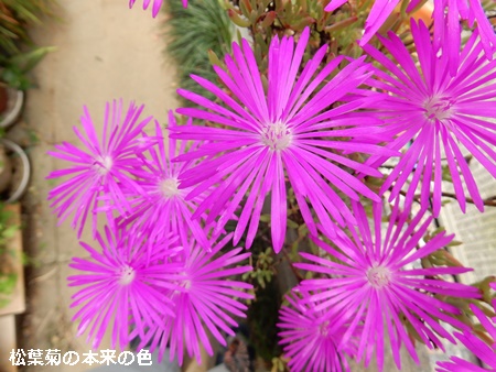e0033229_18105218.jpg