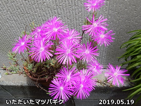 e0033229_1891126.jpg