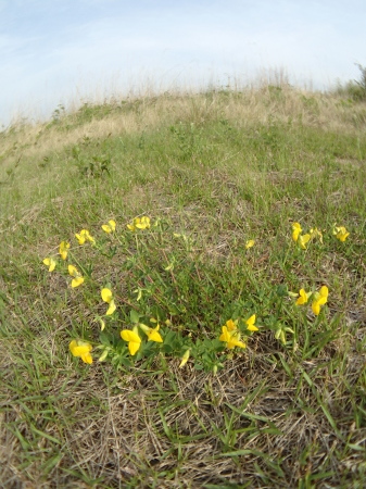 2019年5月中旬　栃木県　ミヤマシジミ_c0353632_21323913.jpg