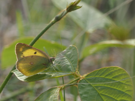 2019年5月中旬　栃木県　ミヤマシジミ_c0353632_21365464.jpg