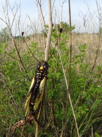 2019年5月中旬　栃木県　ミヤマシジミ_c0353632_21393006.jpg