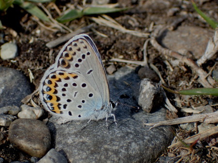 c0353632_21561414.jpg