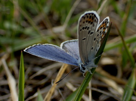 2019年5月中旬　栃木県　ミヤマシジミ_c0353632_21580164.jpg