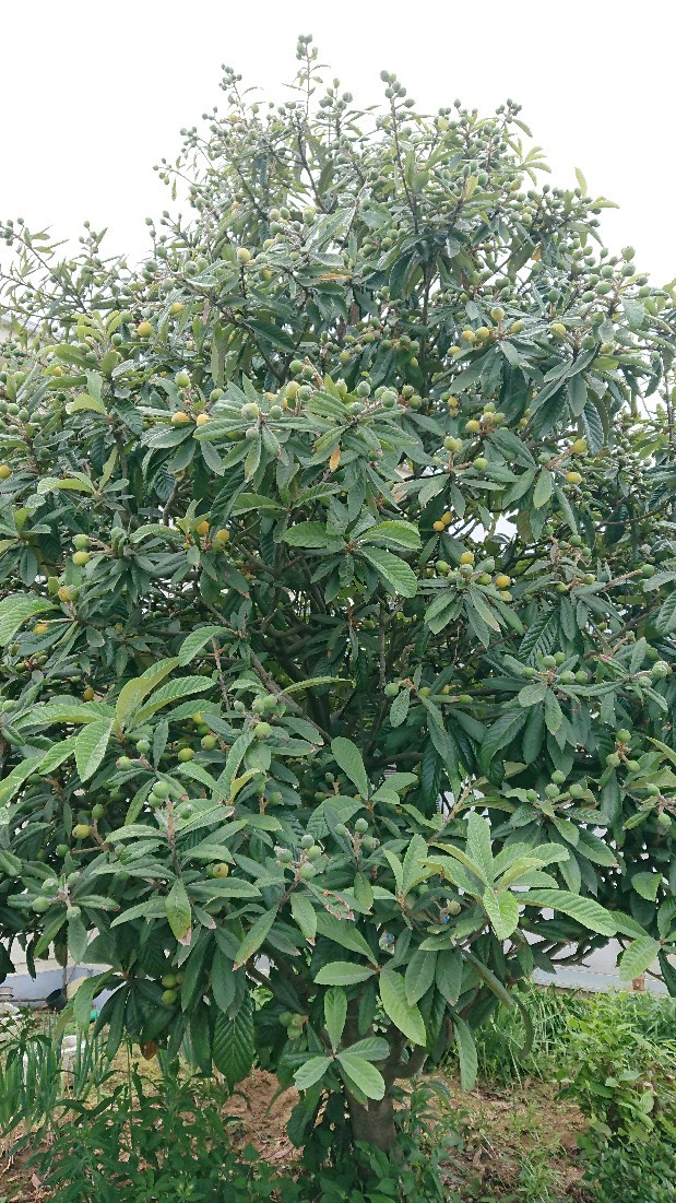 e0166032_21023009.jpg