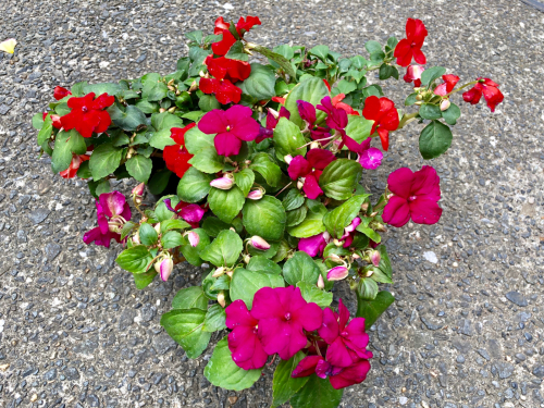 f0327534_12010323.jpg