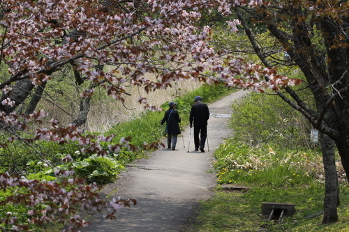 令和桜もあとすこし 5月19日_f0113639_18203365.jpg