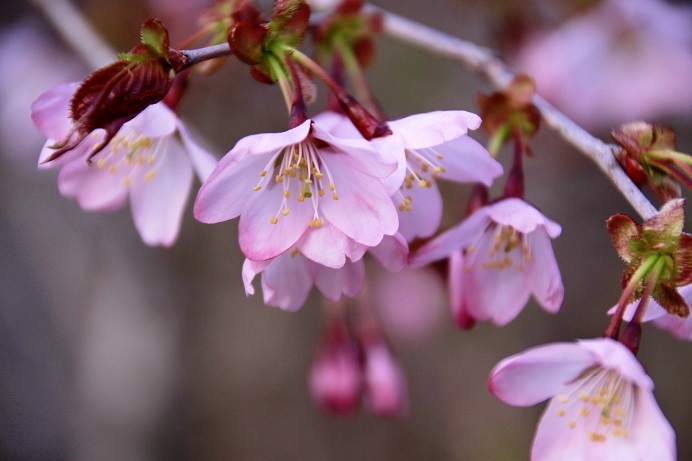 令和桜もあとすこし 5月19日_f0113639_18204432.jpg