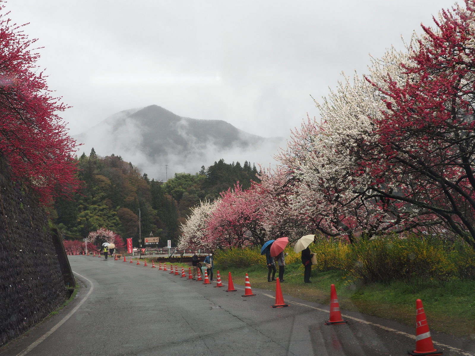 2019.04.30 花桃の里_a0225740_11191953.jpg