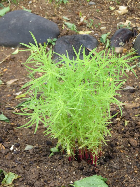 19年5月24日 今年もコキアの苗を植えました 今日の風に吹かれましょう