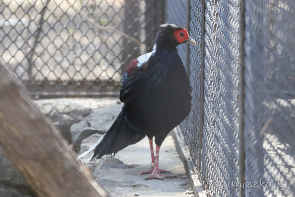 2019/05/03-05 ノボシビルスク動物園３ キエリテン_b0330044_14400544.jpg