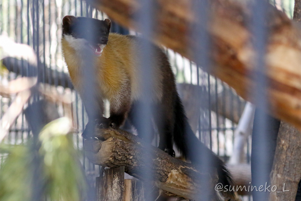 2019/05/03-05 ノボシビルスク動物園３ キエリテン_b0330044_15063668.jpg