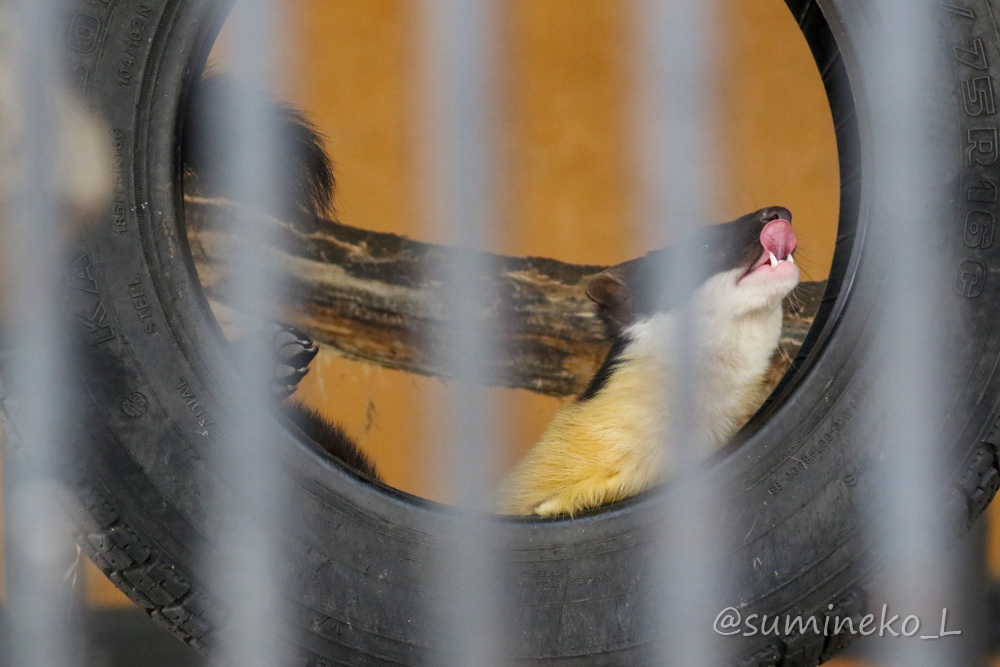 2019/05/03-05 ノボシビルスク動物園３ キエリテン_b0330044_15102498.jpg