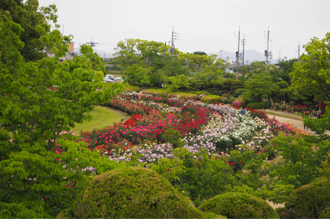 ヘルマンハープの演奏会とバラ園_e0324954_22550409.jpg