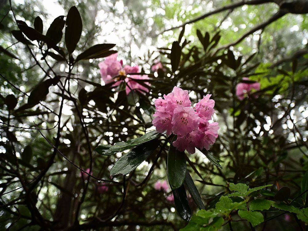 b0370155_15595917.jpg