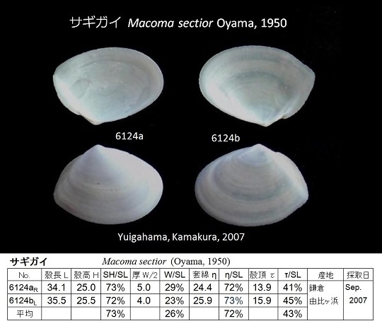 鎌倉 材木座海岸で貝ひろい かさぶたろぐ