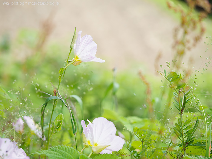 初夏の野草の盛り合せ_e0097970_11103089.jpg