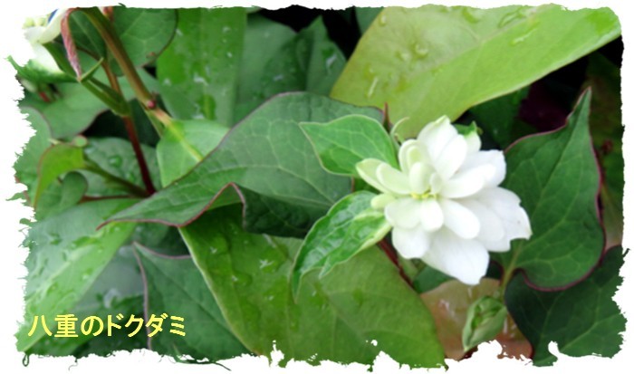 ドクダミの花 ニットルームpiko ドクダミの花 ニットルームpiko