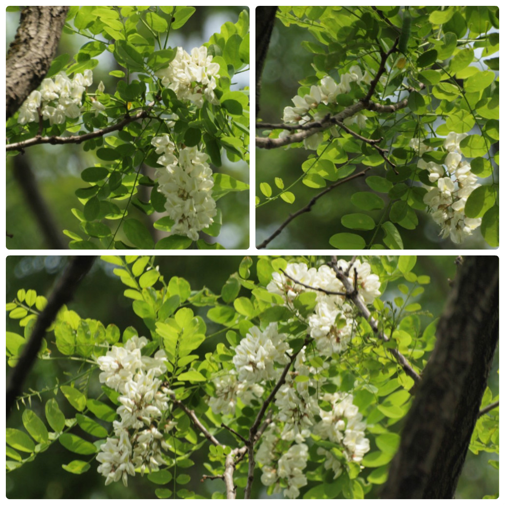 長良公園の初夏の花を見ながら 自然風の自然風だより 長良公園の初夏の花を見ながら 自然風の自然風だより