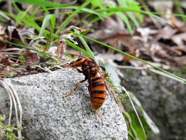 f0378979_16310292.jpg