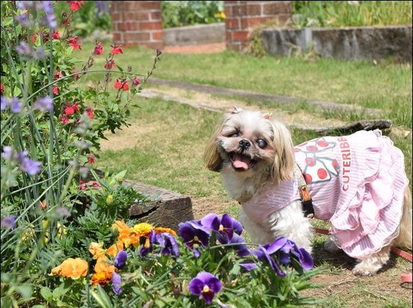 今朝の散歩は秘密の花ぞの♪で・・・_e0234881_22550818.jpg