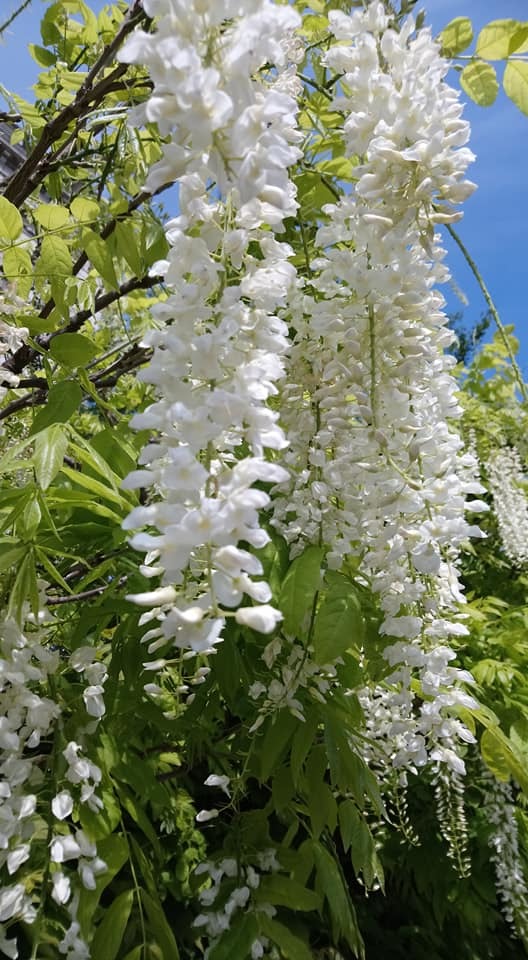 白藤(Wisteria venusta 'Alba') : 「英国と暮らす」