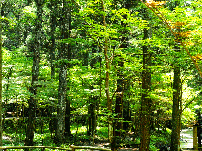 e0243382_07170448.gif
