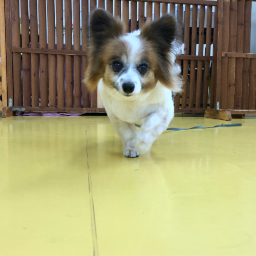 トリミングブログ🌟_f0357682_13462559.jpg
