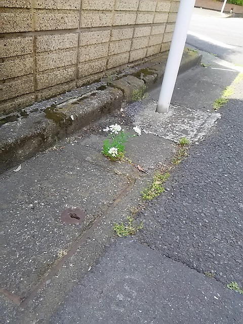 こ近所で可愛い花が咲いてます オルレア ホワイトレース 健気に育つ植物たち こ近所で可愛い花が咲いてます オルレア ホワイトレース 健気に育つ植物たち