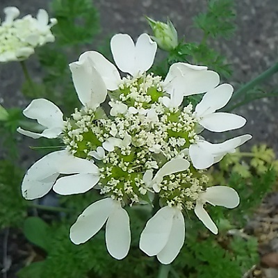 こ近所で可愛い花が咲いてます オルレア ホワイトレース 健気に育つ植物たち こ近所で可愛い花が咲いてます オルレア ホワイトレース 健気に育つ植物たち