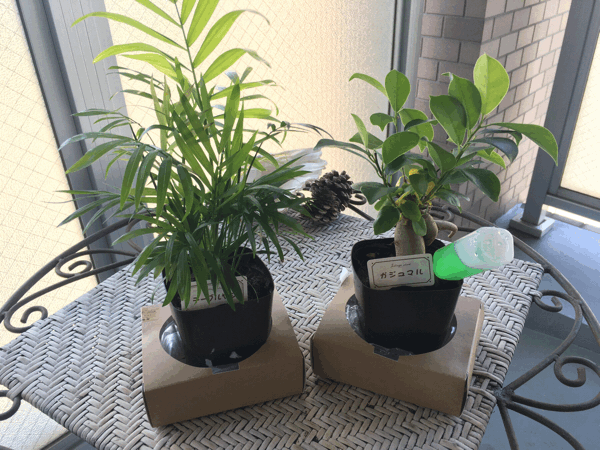 映画(12)(13)観葉植物！_a0309389_10580614.gif