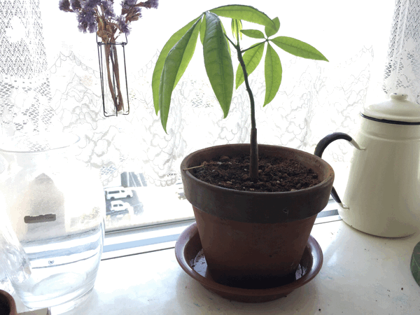 a0309389_11013425.gif