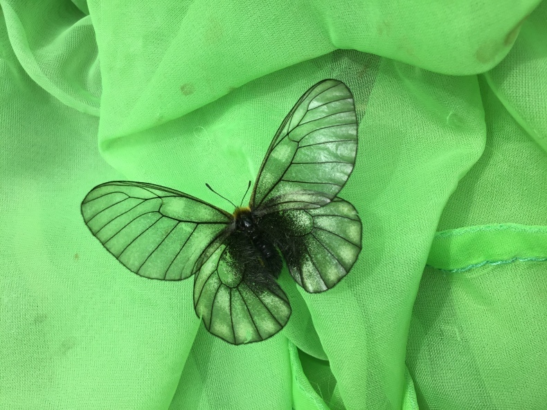 【異常型（大）】ギフチョウ（飼育品、1メス、福井産） 異常型（大）】ギフチョウ（飼育品、1メス、福井産） （☆ 蝶