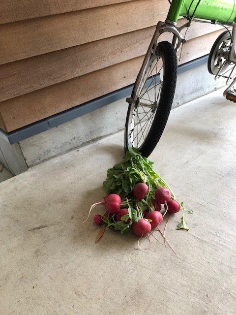 Slow Life   ／　のんびり！のんびりと　_b0195093_09565575.jpg